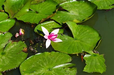 Beautiful Water Lilies Growing Stock Image Image Of Petal Lily