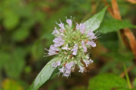 Hoary Mountain Mint Virginia Wildflowers