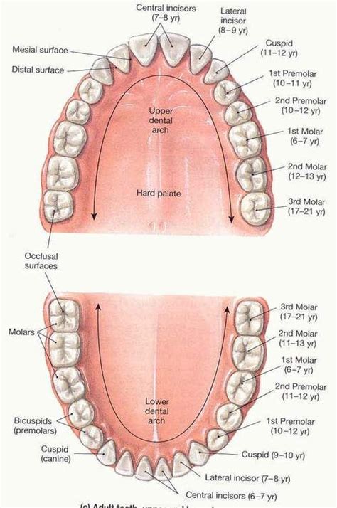 Dental Chart In 2022 Dental Anatomy Dental Hygiene School Dentistry