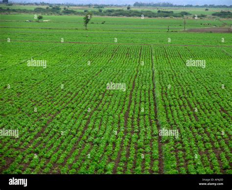 Groundnut Farm Hi Res Stock Photography And Images Alamy