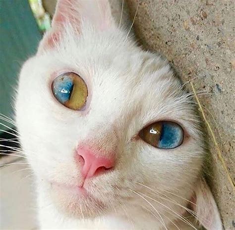 Unique Dual Colored Eyes Raww