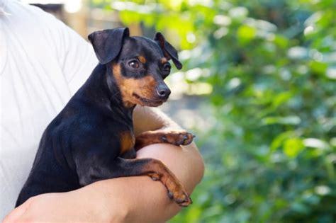 Guia Do Pinscher Tamanhos Cuidados E Tudo Sobre