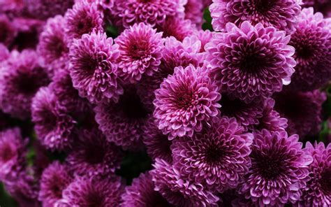 Purple Chrysanthemums Wallpaper 1920x1200 23466