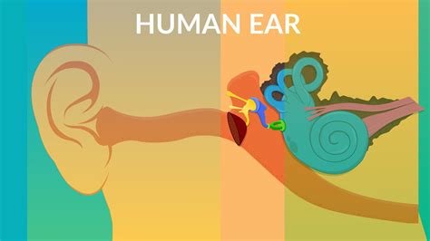How Your Ear Work Human Ear Structure And Function Youtube