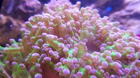 An Anemone On Tropical Coral Reef Stock Image Image Of Pulau