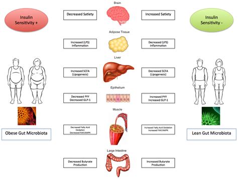 Frontiers The Role And Influence Of Gut Microbiota In Pathogenesis