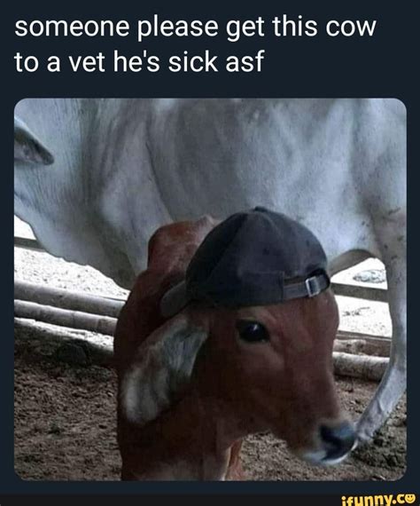 Someone Please Get This Cow To A Vet He S Sick Asf Ifunny