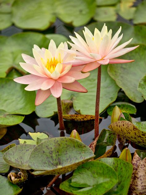 Worldview Photography Water Lilies Etc Peach Bliss