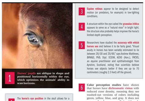 15 Fascinating Facts About Equine Eyes The Horse
