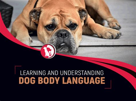 Learning And Understanding Dog Body Language