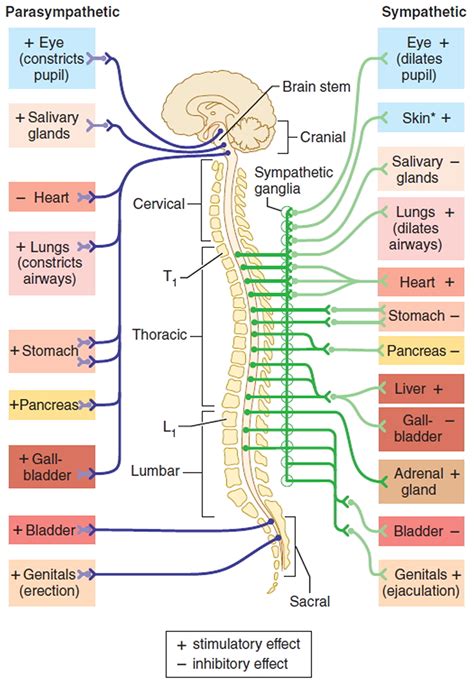 Parts Of Autonomic Nervous System