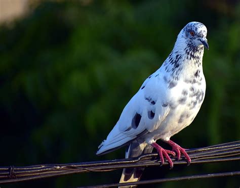 Free Download Hd Wallpaper White Pigeon Feral Pigeon Bird Animal