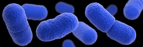 The last observed case of infection was diagnosed by detecting the level of antibodies against listeria monocytogenes in 11th week of gestation. Listeria a bigger threat for miscarriage in the early ...