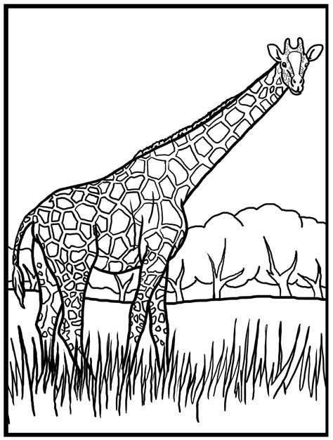 Coloring Page Of A Giraffe Coloring Pages
