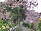 〈中華旅遊〉恩愛農場櫻花季 置身粉紅花海中