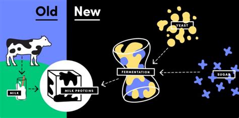Startup perfect day is making milk proteins through the fermentation process. Milk without cows: Commercialization of synthetic dairy products in the works | Genetic Literacy ...