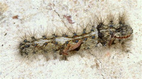 Lasiocampid Caterpillar Tolype Bugguidenet