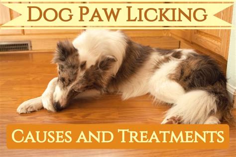 10 Reasons Why Your Dog Keeps Licking Their Paws Pethelpful By