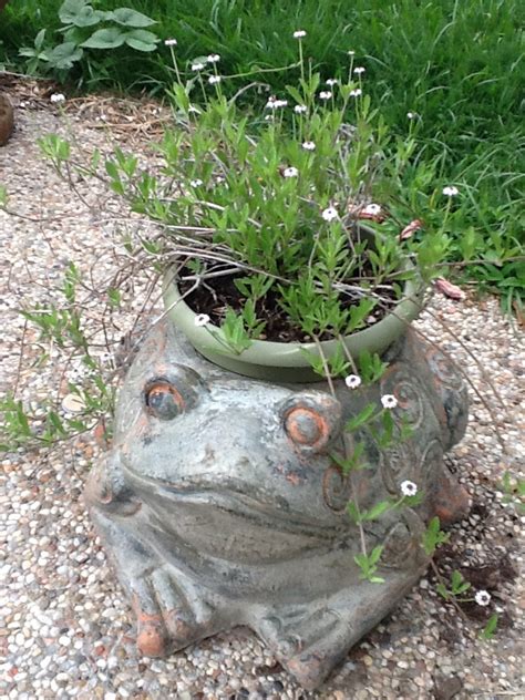 A Frog Planter Sitting On Top Of A Gravel Ground Next To Grass And Flowers
