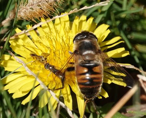 Late Pollination Backyard And Beyond