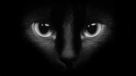 Hd Wallpaper Cat Black Cat Monochrome Photography Eye Face