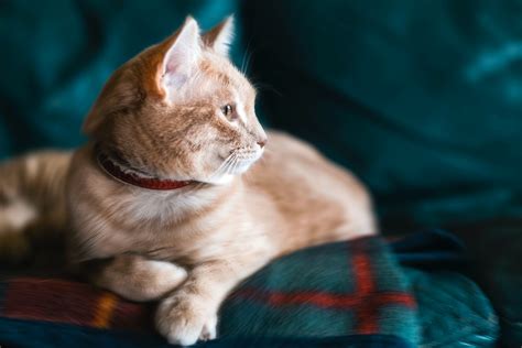 Melanoma In Cats Types Stages And Treatment Firstvet