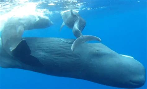Video Sperm Whales Adopt Deformed Dolphin