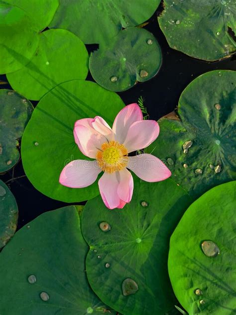 Lotus Flower Floating On Water Stock Photo Image Of Drop Alba 30587998
