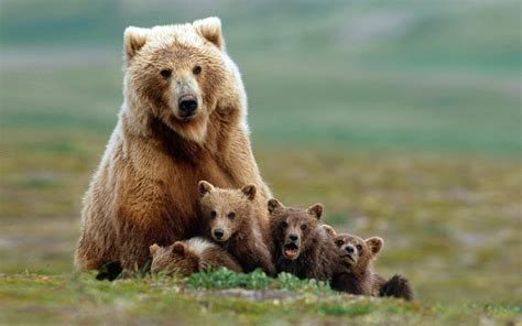 Canada To Protect Bears And Ban Logging In The Beautiful Great Bear