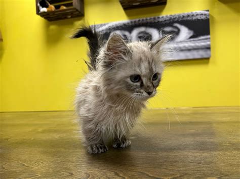 Westchester Puppies And Kittens Munchkin Kittens For Sale New York
