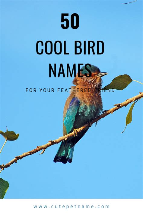 50 Cool Bird Names For Your Feathered Friend Cute Pet Name Cute Pet