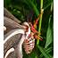 On The Subject Of Nature Cecropia Moth