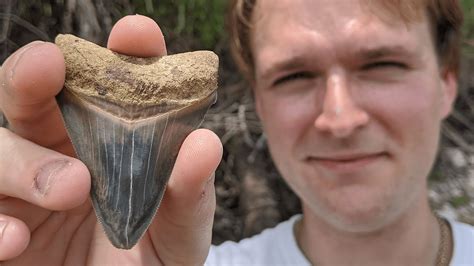 Megalodon Shark Tooth Found Fossil Hunting Peace River In Florida Youtube