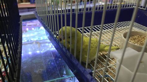 Budgie Is Sad Because It Is Lonely Youtube