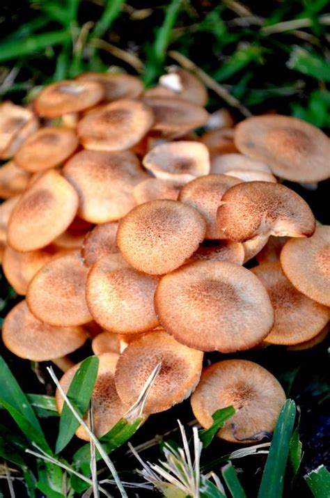East Texas Mushroom Identification All Information About Healthy