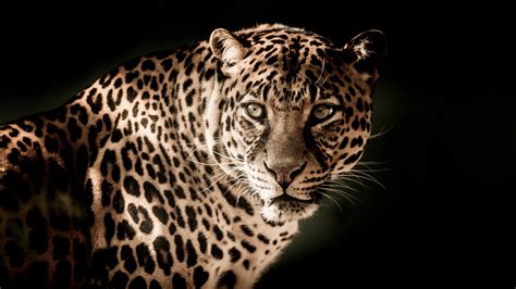 Leopard Predator Muzzle Look 4k Hd Wallpapers Hd Wallpapers Id 30969