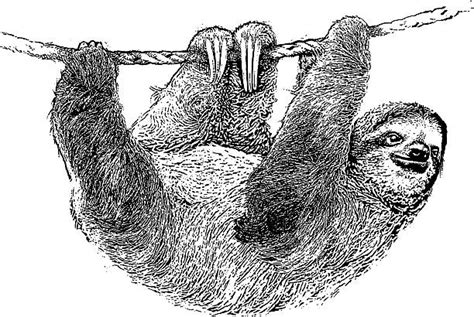 Three Toed Sloth Drawing