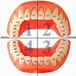La numerazione dei denti in odontoiatria (Numerazione)