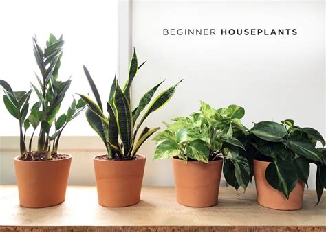 Houseplants For Beginners — Stump