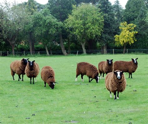 11 Distinctive Breeds Of Sheep Mental Floss