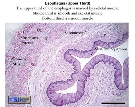 Histology Esophagus Layers Histology Slides Microscopic