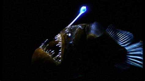 Watch Weird Black Seadevil Anglerfish Caught On Video Finding Nemos