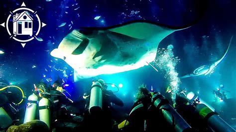 Manta Ray Diving Kona Hi Memugaa