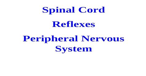 Spinal Cord Reflexes Peripheral Nervous System Pptx Powerpoint