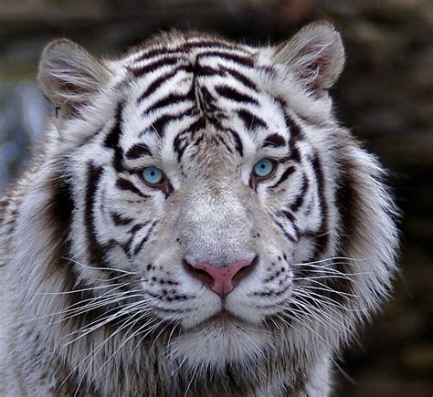 White Tiger Animals And Pets Funny Animals Cute Animals Beautiful