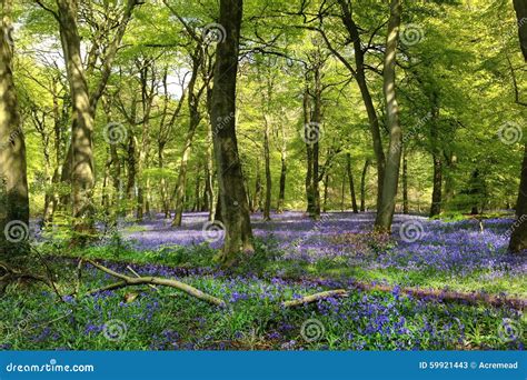 Bluebell Wood Stock Image Image Of Henley Nature Flowers 59921443