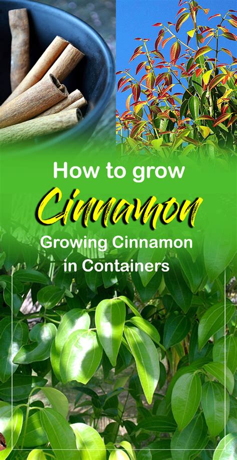 Growing Cinnamon In Containers How To Grow Cinnamon Plant Naturebring