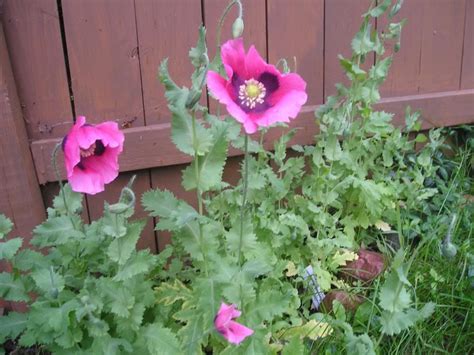 I am a home gardener and love growing all types of flowers from seeds. How to grow poppies from seed...planting them via ice ...