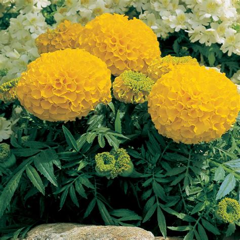 African Marigold Flower Garden Seeds - Antigua Series F1 - Gold - 1000