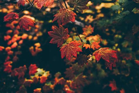 Leaves Nature Fall Filter Depth Of Field Wallpaper Coolwallpapersme